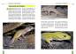 Preview: Der Leopardgecko